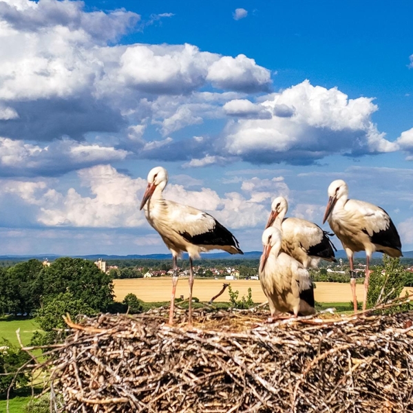 Jak to u nás vypadá